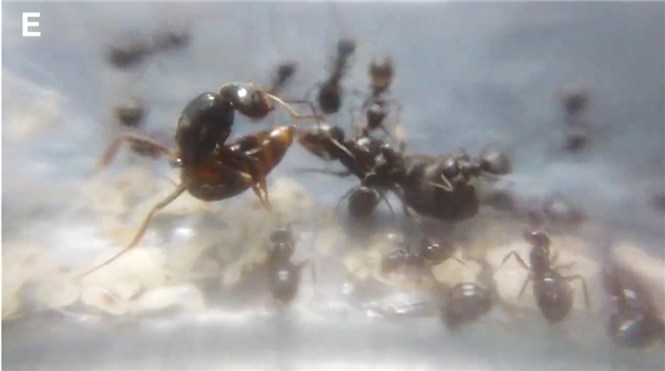 寄生蚁潜入别人巢穴 不费一兵一卒 就能借工蚁的手杀死蚁后自己当王_wishdown.com 寄生蚁潜入别人巢穴 不费一兵一卒 就能借工蚁的手杀死蚁后自己当王_wishdown.com