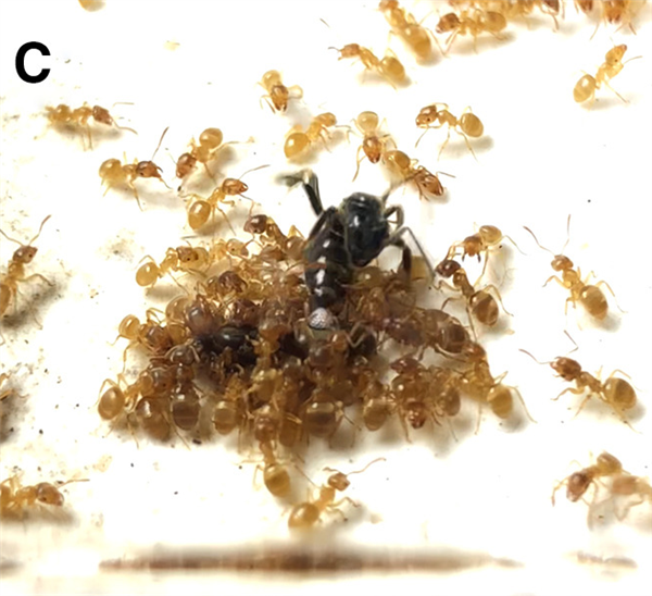 寄生蚁潜入别人巢穴 不费一兵一卒 就能借工蚁的手杀死蚁后自己当王_wishdown.com 寄生蚁潜入别人巢穴 不费一兵一卒 就能借工蚁的手杀死蚁后自己当王_wishdown.com