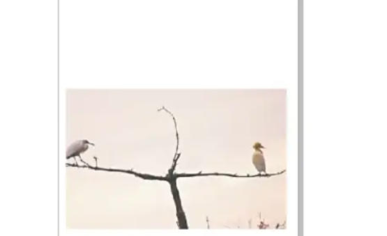 coreldraw怎么矫正图片_wishdown.com coreldraw怎么矫正图片_wishdown.com