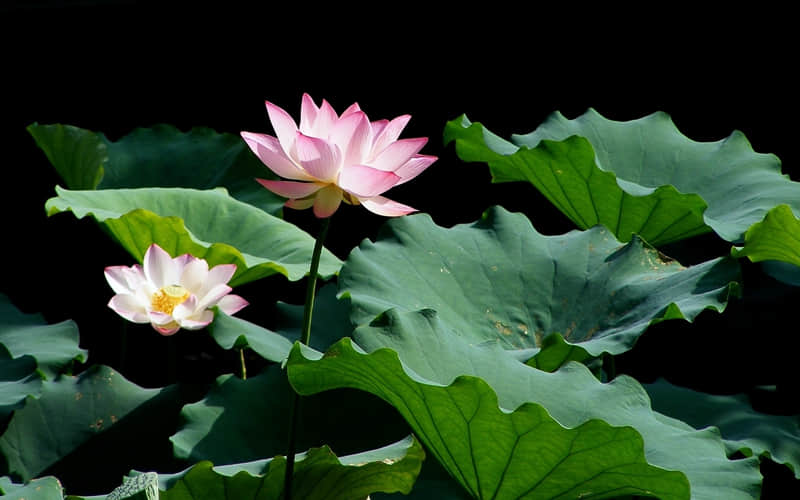 “又美又飒的女人,这样发”_wishdown.com “又美又飒的女人,这样发”_wishdown.com