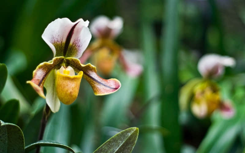 “挑一句,赠予自己,成为更好的自己!”_wishdown.com “挑一句,赠予自己,成为更好的自己!”_wishdown.com