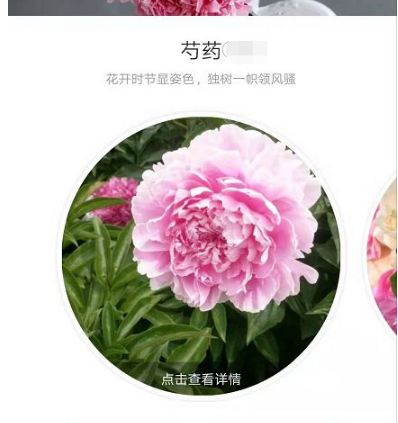 形色如何识别手机照片 形色拍照识别花草树木方法介绍_wishdown.com 形色如何识别手机照片 形色拍照识别花草树木方法介绍_wishdown.com