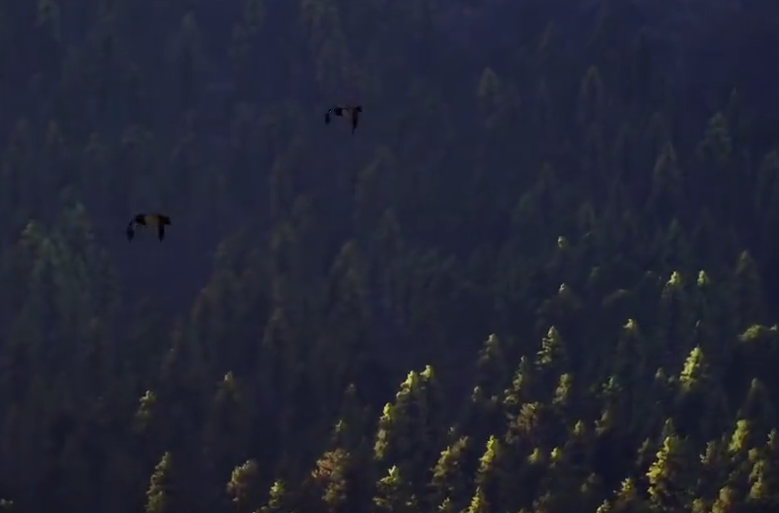 ֮·淨ȫ̽صĴȤ뼼