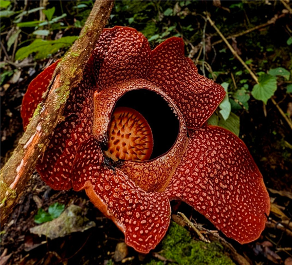 完全寄生无需光合作用 科学家苦寻13年发现全球罕见哈氏大王花_wishdown.com 完全寄生无需光合作用 科学家苦寻13年发现全球罕见哈氏大王花_wishdown.com