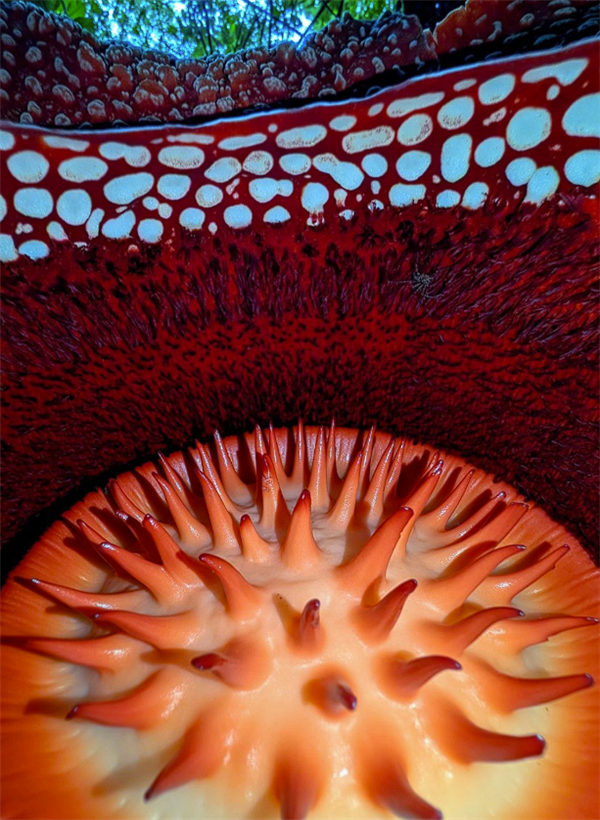 完全寄生无需光合作用 科学家苦寻13年发现全球罕见哈氏大王花_wishdown.com 完全寄生无需光合作用 科学家苦寻13年发现全球罕见哈氏大王花_wishdown.com