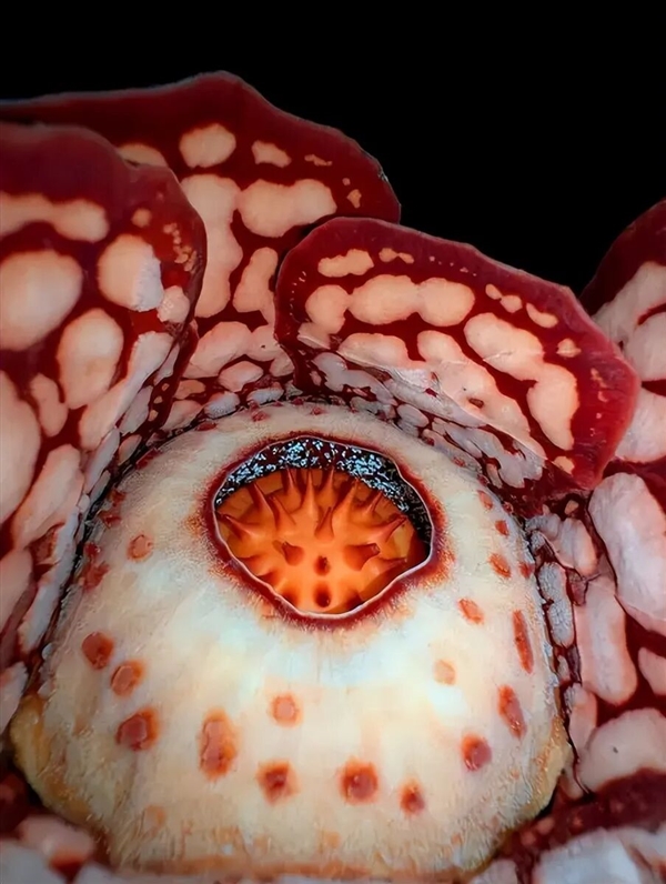 仿佛地狱使者!苦寻13年终见大王花盛开:硕大鲜艳 散发恶臭_wishdown.com 仿佛地狱使者!苦寻13年终见大王花盛开:硕大鲜艳 散发恶臭_wishdown.com