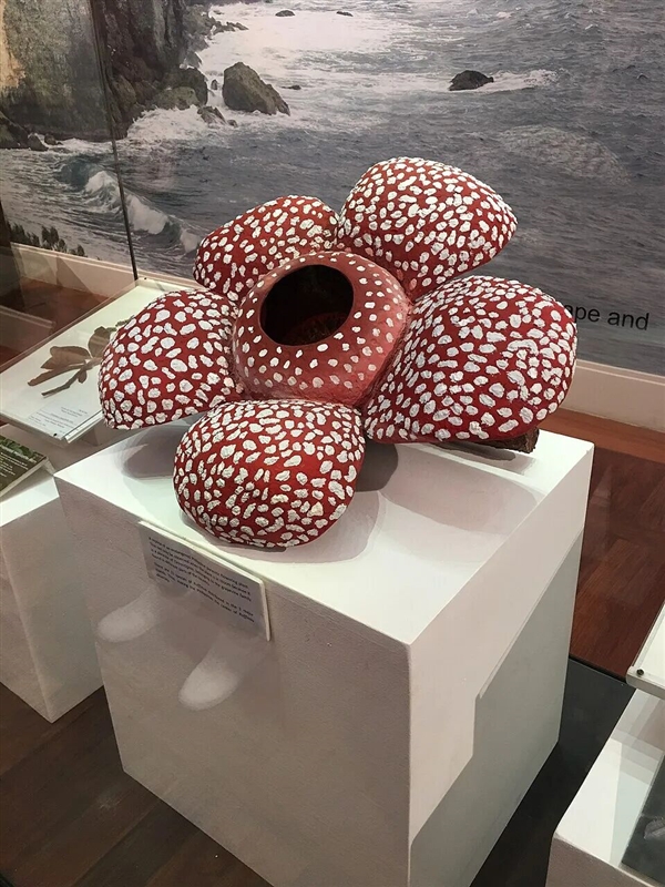 仿佛地狱使者!苦寻13年终见大王花盛开:硕大鲜艳 散发恶臭_wishdown.com 仿佛地狱使者!苦寻13年终见大王花盛开:硕大鲜艳 散发恶臭_wishdown.com