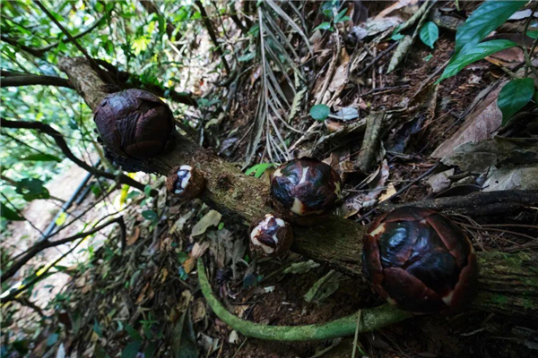 仿佛地狱使者!苦寻13年终见大王花盛开:硕大鲜艳 散发恶臭_wishdown.com 仿佛地狱使者!苦寻13年终见大王花盛开:硕大鲜艳 散发恶臭_wishdown.com