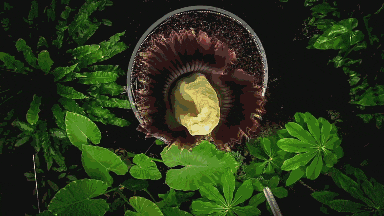 仿佛地狱使者!苦寻13年终见大王花盛开:硕大鲜艳 散发恶臭_wishdown.com 仿佛地狱使者!苦寻13年终见大王花盛开:硕大鲜艳 散发恶臭_wishdown.com