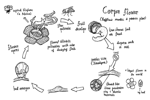 仿佛地狱使者!苦寻13年终见大王花盛开:硕大鲜艳 散发恶臭_wishdown.com 仿佛地狱使者!苦寻13年终见大王花盛开:硕大鲜艳 散发恶臭_wishdown.com