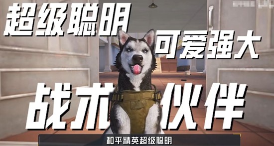 和平精英首个AI空投道具战犬布鲁斯现已上线匹配模式_wishdown.com 和平精英首个AI空投道具战犬布鲁斯现已上线匹配模式_wishdown.com