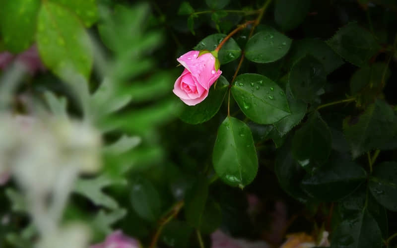 “朋?友?圈???ˋ???ˊ?元气满满的生活??????文案”_wishdown.com “朋?友?圈???ˋ???ˊ?元气满满的生活??????文案”_wishdown.com