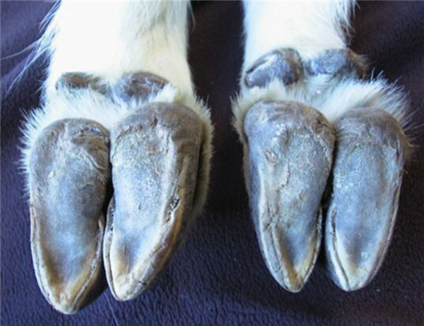 为什么山羊能够攀爬悬崖峭壁 和猴子相比谁更强_wishdown.com 为什么山羊能够攀爬悬崖峭壁 和猴子相比谁更强_wishdown.com