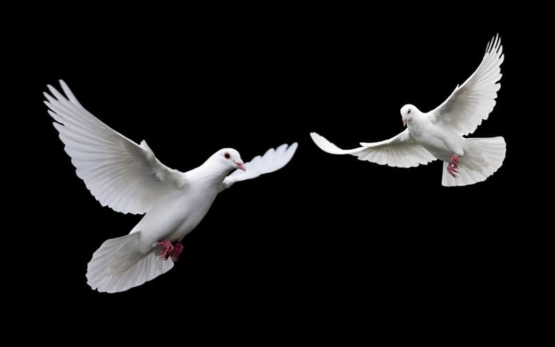 “所有的最好,都不及刚好”_wishdown.com “所有的最好,都不及刚好”_wishdown.com