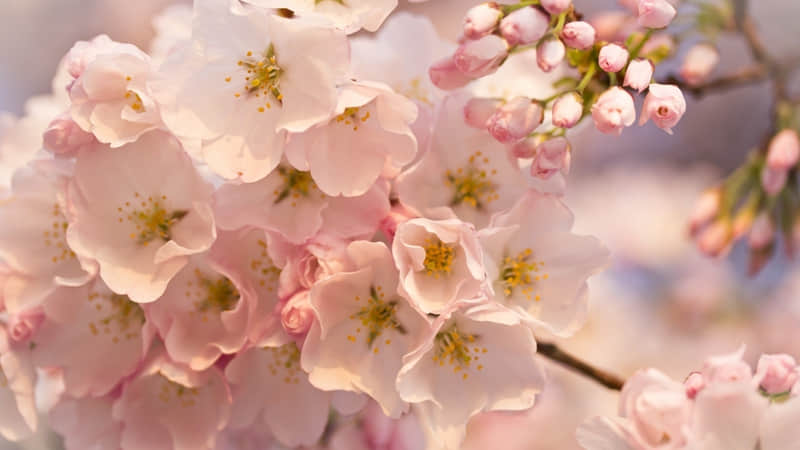 “很哇塞的高质量文案!”_wishdown.com “很哇塞的高质量文案!”_wishdown.com