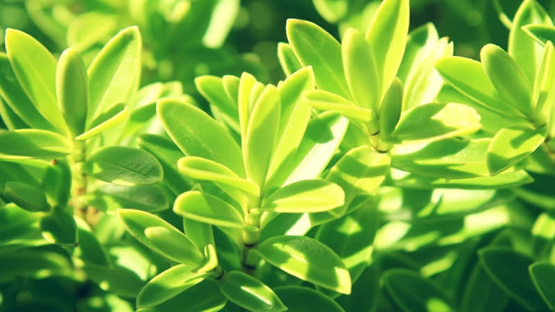 “对视吧,眼睛很难说谎”_wishdown.com “对视吧,眼睛很难说谎”_wishdown.com