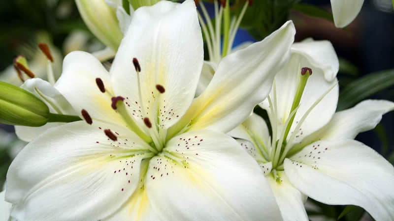 “对视吧,眼睛很难说谎”_wishdown.com “对视吧,眼睛很难说谎”_wishdown.com