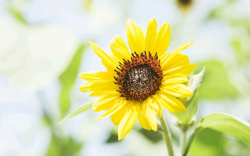 “对视吧,眼睛很难说谎”_wishdown.com “对视吧,眼睛很难说谎”_wishdown.com