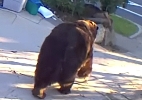 肚子都贴到地上了!美国男子发现自家地下室被一头巨熊霸占_wishdown.com 肚子都贴到地上了!美国男子发现自家地下室被一头巨熊霸占_wishdown.com