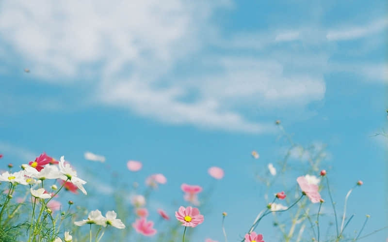 “请挑一句,赠予自己 ”_wishdown.com “请挑一句,赠予自己 ”_wishdown.com