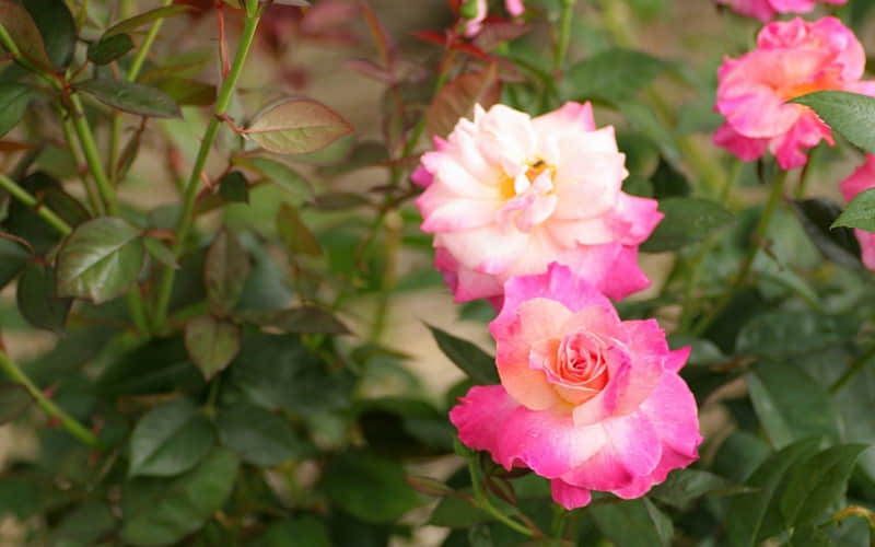 “一句支撑你很久的话”_wishdown.com “一句支撑你很久的话”_wishdown.com