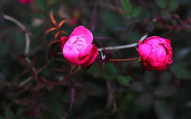 突然降温,好冷啊,搞笑文案_wishdown.com 突然降温,好冷啊,搞笑文案_wishdown.com