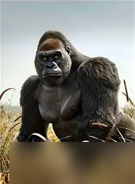 ��������ֹ�ľ�ֶ���ͼ����ʲô