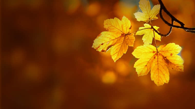 ��������������ǳ����˸÷�������Ȧ��