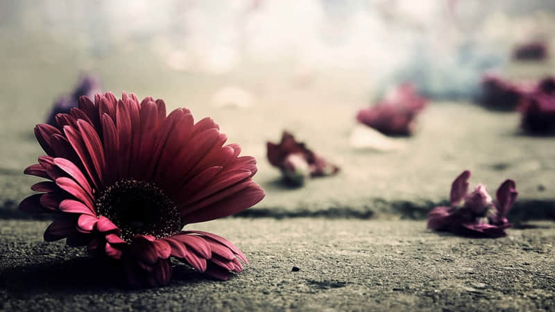 16人格分析(INTP逻辑学家)_wishdown.com 16人格分析(INTP逻辑学家)_wishdown.com