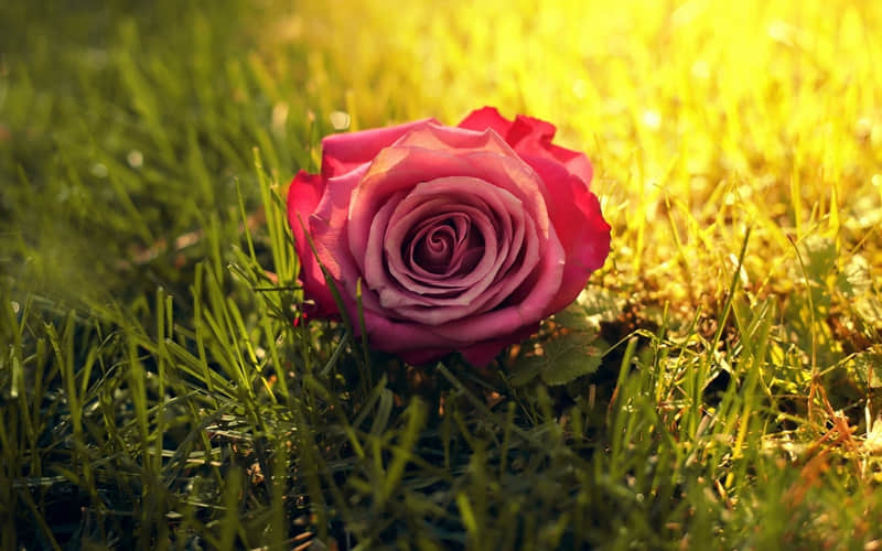 “囍 | 订婚这么发,浪漫又脱俗??ˋ_wishdown.com “囍 | 订婚这么发,浪漫又脱俗??ˋ_wishdown.com