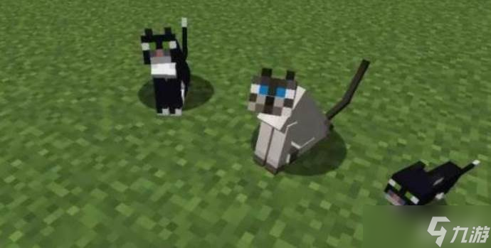 �ҵ�������ôѱ��è