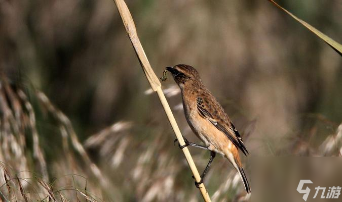 ħ������ں���ô��׽ ��׽�ں��ĵص�������