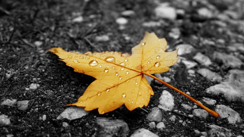 ��һ����Ȥ���ж���Ů��,�÷�������Ȧ��