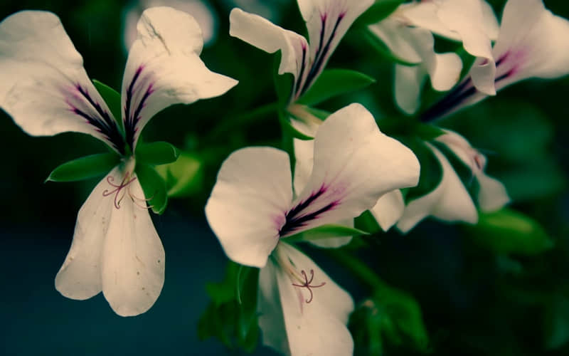 �������öԷ��������ܵľ��ӡ�