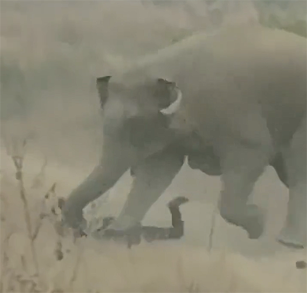 ӡ������ð�պ�Ұ�����ļ�ŭ���ߣ��ⷴ����� ��������