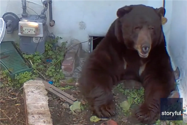 美国男子地下室惊现巨熊 进出只能硬挤 但就是不走_wishdown.com 美国男子地下室惊现巨熊 进出只能硬挤 但就是不走_wishdown.com