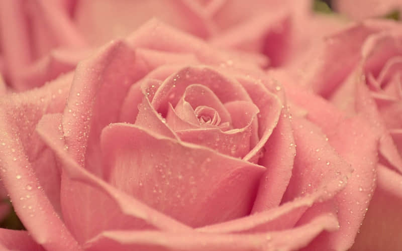 “提前收藏2026跨年文案”_wishdown.com “提前收藏2026跨年文案”_wishdown.com