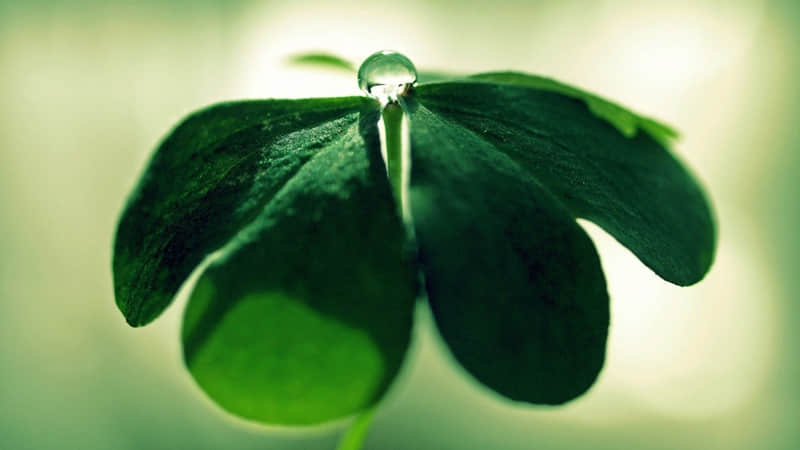 ��������ĺܳ���һ�ף�������ֵ������