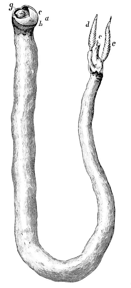 船蛆:地球上最独特的动物群体之一_wishdown.com 船蛆:地球上最独特的动物群体之一_wishdown.com
