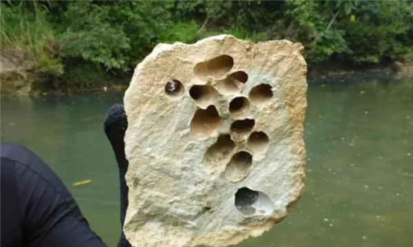 船蛆:地球上最独特的动物群体之一_wishdown.com 船蛆:地球上最独特的动物群体之一_wishdown.com