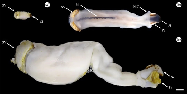 船蛆:地球上最独特的动物群体之一_wishdown.com 船蛆:地球上最独特的动物群体之一_wishdown.com
