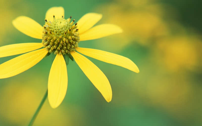 �����ܹ����İ�����������ʧȥ�С�