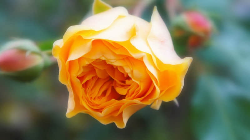 ������������Ȧ�����ÿ�췢һ�䣬������������̫�вơ�