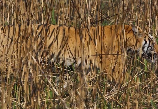 为啥动物园里的白虎大多是孟加拉虎?所有白虎真都是同一只老虎的后代吗?_wishdown.com 为啥动物园里的白虎大多是孟加拉虎?所有白虎真都是同一只老虎的后代吗?_wishdown.com
