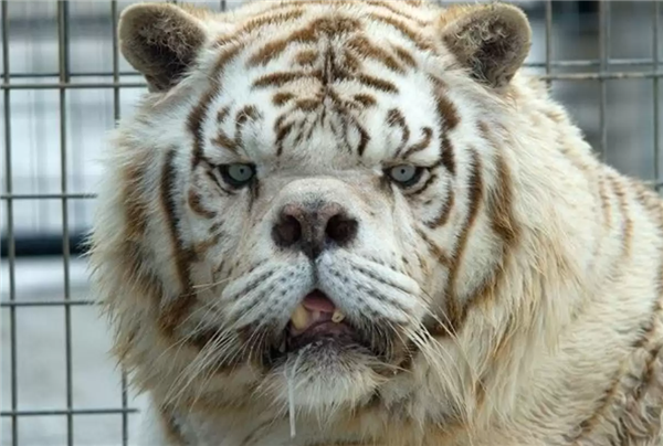 为啥动物园里的白虎大多是孟加拉虎?所有白虎真都是同一只老虎的后代吗?_wishdown.com 为啥动物园里的白虎大多是孟加拉虎?所有白虎真都是同一只老虎的后代吗?_wishdown.com