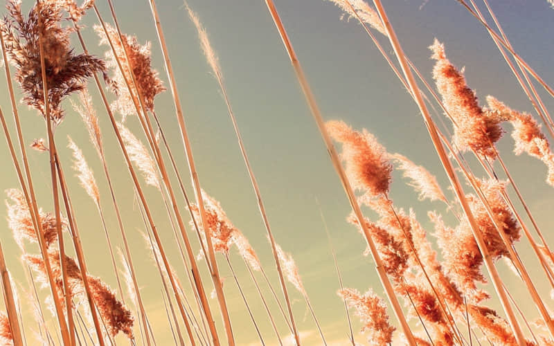 “你越绿茶,他越上头??”_wishdown.com “你越绿茶,他越上头??”_wishdown.com