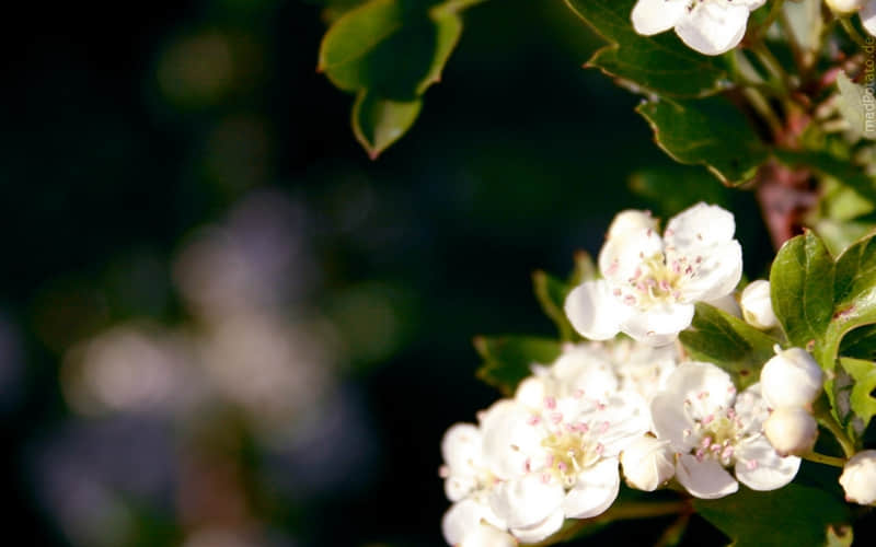 �������˺þõĶ̾��İ�??��