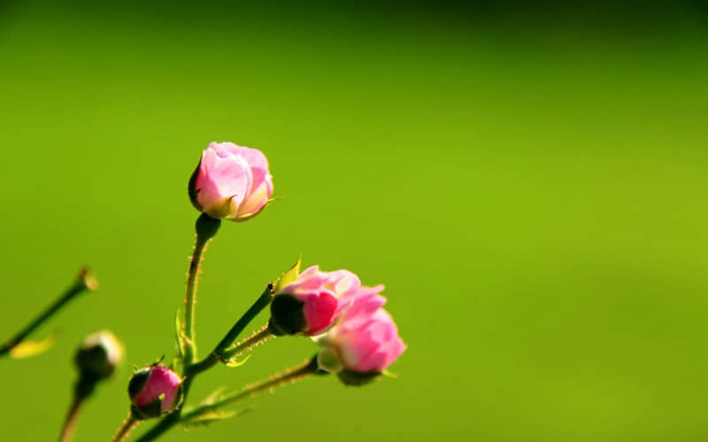 �������ЦһЦ��֧�����??��