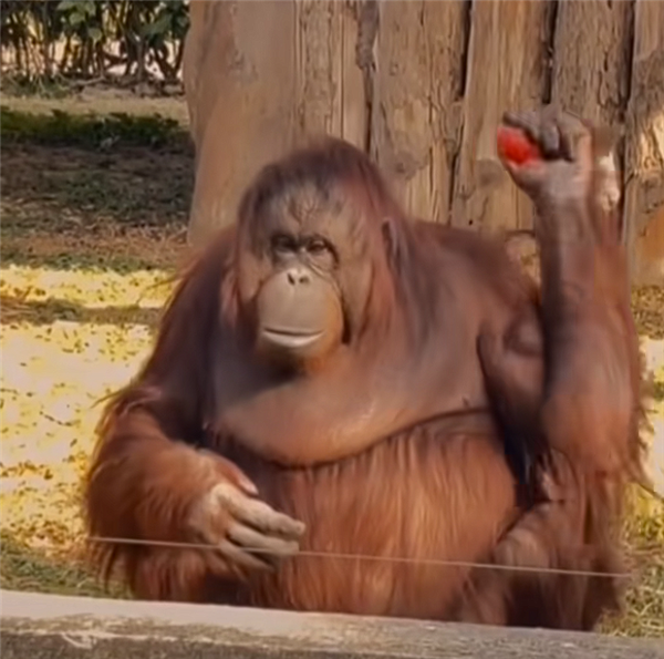 ����԰���ë���ɱ�Ͷι��ȭ��л ���ѣ��ٽ������ϰ���