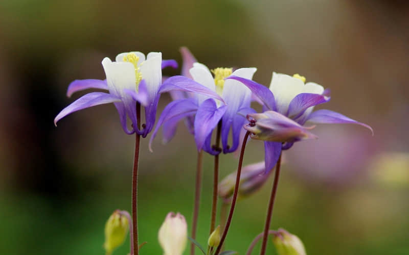 �������İ������컨�壬��侭�䣬���ͨ͸����������"